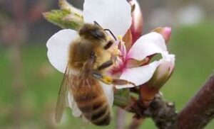 May 29:  Day of the Honey Bee