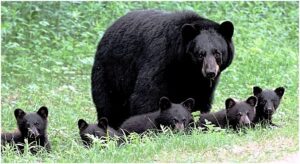 Black Bear with Cubs