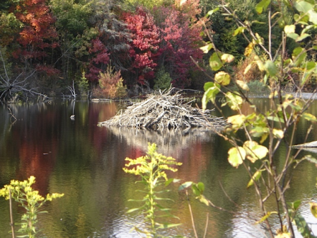 Autumn Beaver Lodge