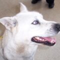 Dog Found 2012-03-20 White with Blue-Grey Eyes