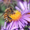 Day of the Honey Bee - May 29