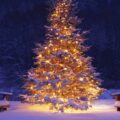 Christmas Tree in Snow
