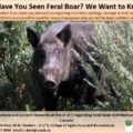 Feral Boar - Poster