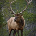 elk