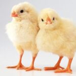 Baby Chicks