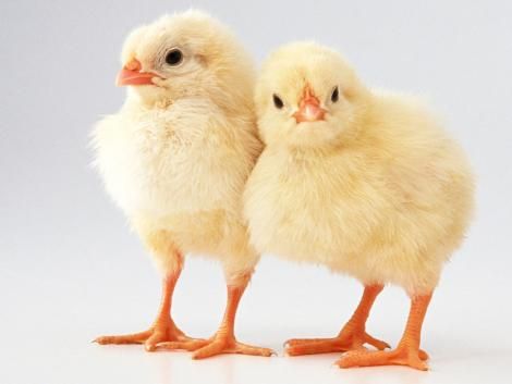 Baby Chicks